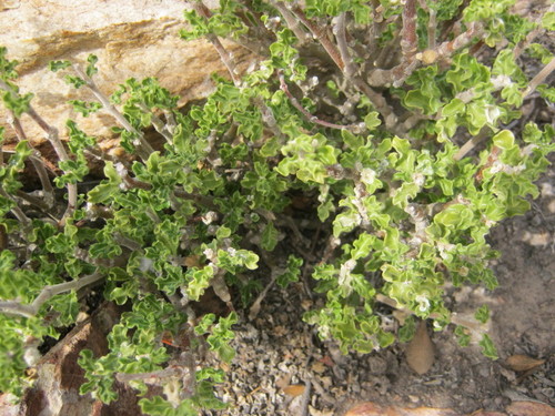 Fockea capensis