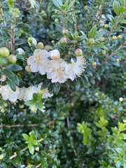Myrtus