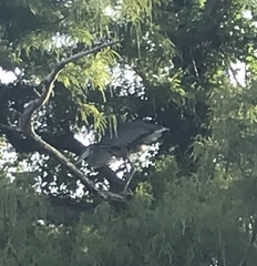 Ardea herodias