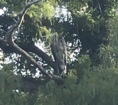 Ardea herodias