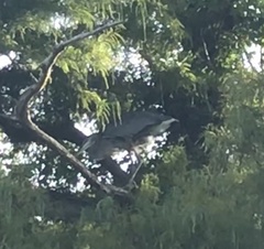 Ardea herodias