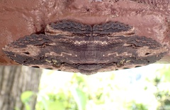 Pericyma cruegeri