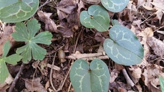 Hexastylis shuttleworthii