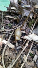 Hexastylis shuttleworthii