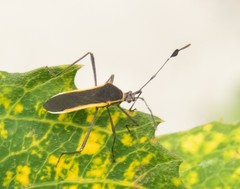 Plapigus circumcinctus