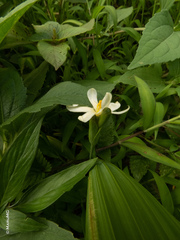 Eleutherine latifolia