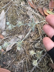 Eryngium aristulatum