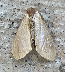 Diastictis
