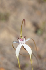 Caladenia longicauda borealis