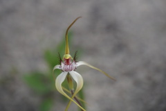 Caladenia longicauda borealis