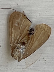 Diastictis