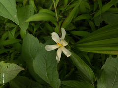 Eleutherine latifolia