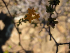 Lasiosiphon deserticola