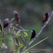 Gray-headed Munia - Photo (c) Marcel Holyoak, some rights reserved (CC BY-NC-ND)