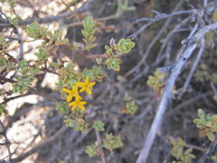 Lasiosiphon deserticola