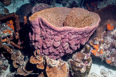 Ircinia campana