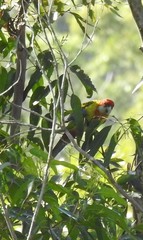 Platycercus eximius x adscitus