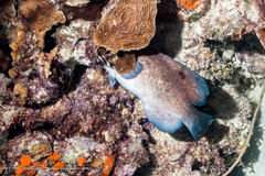 Rypticus saponaceus