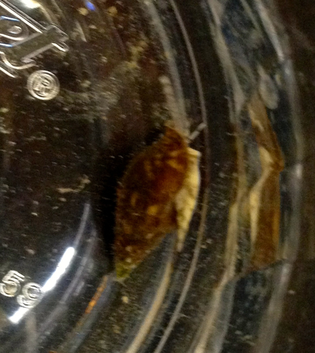 Columbellidae