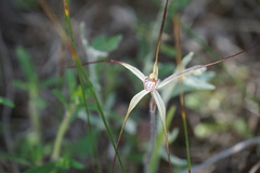 Caladenia varians