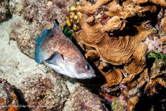 Rypticus saponaceus