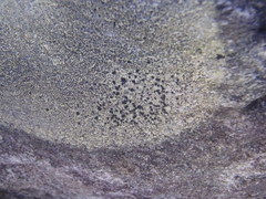 Diplotomma alboatrum