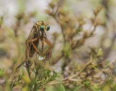 Diogmites crudelis