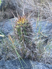 Trichocereus