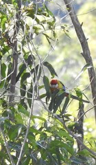 Platycercus eximius x adscitus