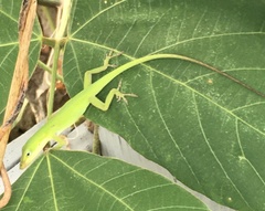 Anolis carolinensis