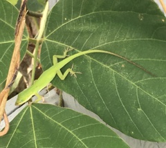 Anolis carolinensis
