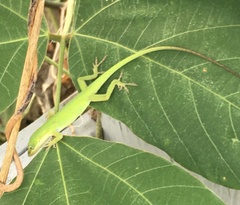 Anolis carolinensis