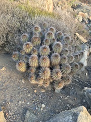 Copiapoa coquimbana