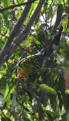 Platycercus eximius x adscitus