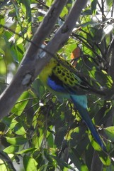 Platycercus eximius x adscitus