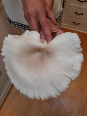 Pleurotus pulmonarius