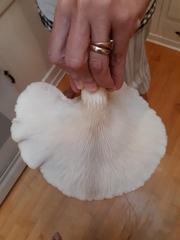 Pleurotus pulmonarius