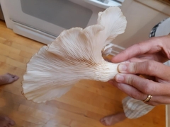 Pleurotus pulmonarius