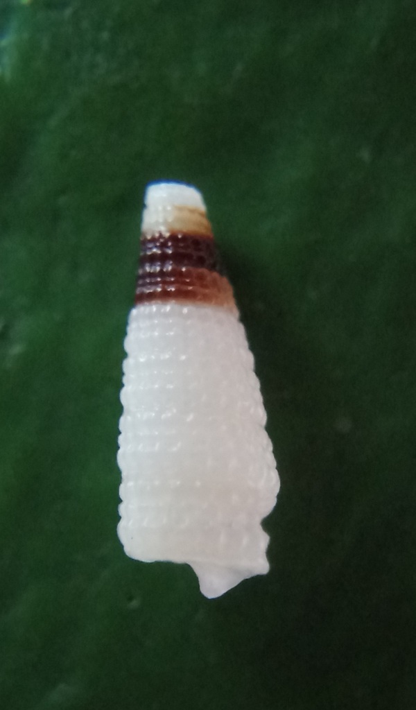 Aclophoropsis univitta
