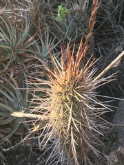 Trichocereus