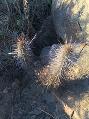 Trichocereus