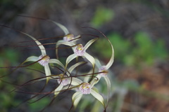 Caladenia varians