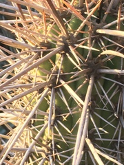 Trichocereus
