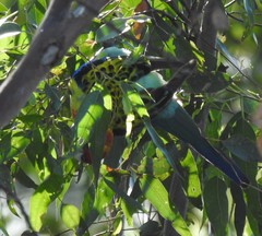 Platycercus eximius x adscitus