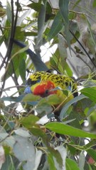 Platycercus eximius x adscitus