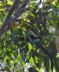 Platycercus eximius x adscitus