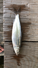 Coregonus artedi