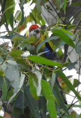 Platycercus eximius x adscitus