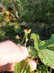 Rubus setosus