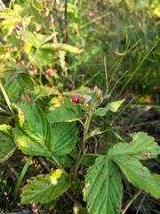 Rubus setosus
